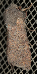Orthosia hibisci