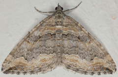 Perizoma custodiata
