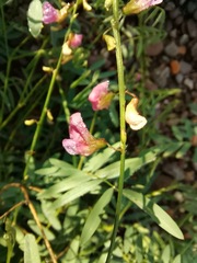 Tephrosia vicioides
