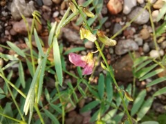 Tephrosia vicioides