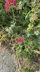 Centranthus ruber