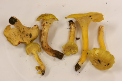 Cantharellus chicagoensis