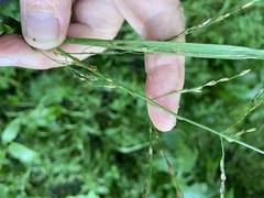 Glyceria nemoralis