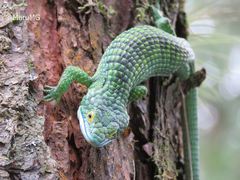 Abronia graminea