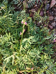 Tephrosia vicioides