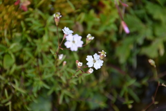 Heliosperma pusillum
