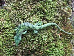 Abronia graminea