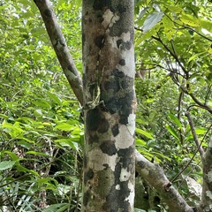 Diploderma polygonatum polygonatum