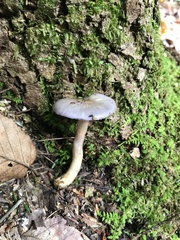 Cortinarius