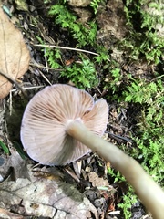 Cortinarius