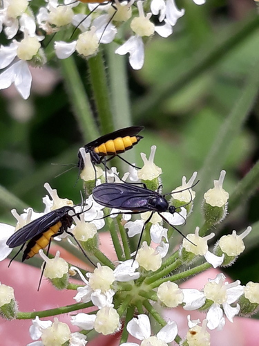 Sciara hemerobioides