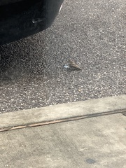 Passer domesticus