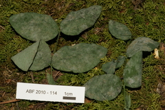 Erysiphe penicillata