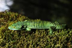 Abronia graminea