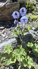 Delphinium brunonianum