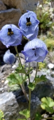 Delphinium brunonianum