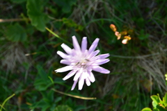 Scorzonera purpurea