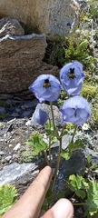 Delphinium brunonianum