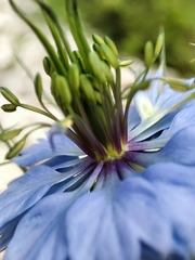 Nigella damascena