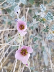 Sphaeralcea ambigua rosacea