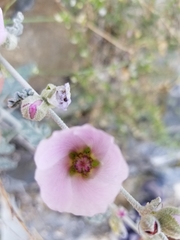 Sphaeralcea ambigua rosacea