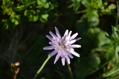 Scorzonera purpurea