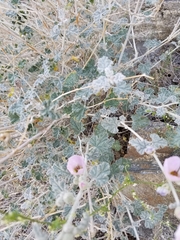 Sphaeralcea ambigua rosacea