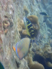Thalassoma jansenii
