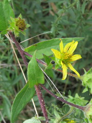 Silphium asperrimum