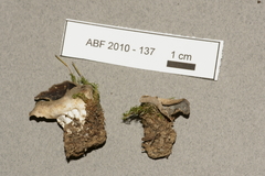 Dissingia leucomelaena