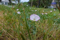 Convolvulus arvensis