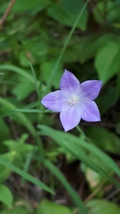 Campanula petiolata