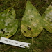 Erysiphe adunca adunca - Photo (c) John Plischke, some rights reserved (CC BY-NC-SA), uploaded by John Plischke