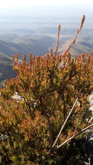 Leucadendron loeriense