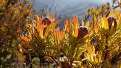 Leucadendron loeriense