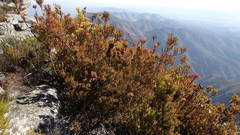 Leucadendron loeriense