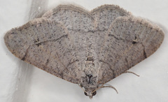 Digrammia muscariata