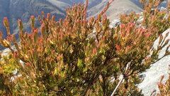 Leucadendron loeriense