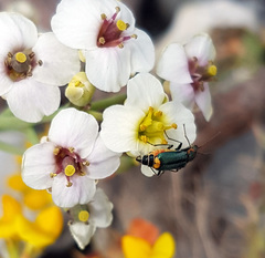 Clanoptilus marginellus