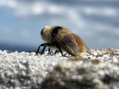 Cephenemyia stimulator