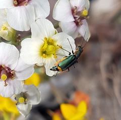 Clanoptilus marginellus