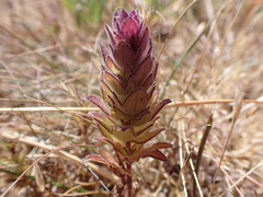 Orthocarpus bracteosus