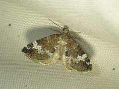 Perizoma alchemillata