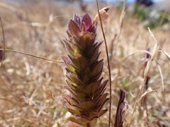 Orthocarpus bracteosus