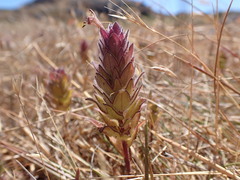 Orthocarpus bracteosus