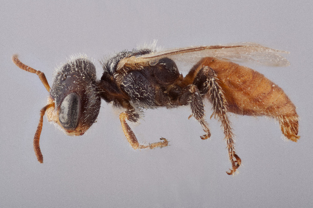 Goblin Bees