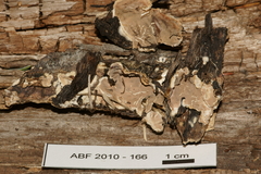 Eichleriella deglubens