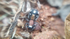 Coenoptychus pulcher