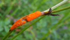 Xenodochus carbonarius