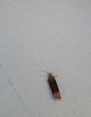 Eucosma flavispecula